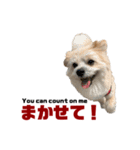 我が家のハーフ犬ポメチ⑥（個別スタンプ：4）