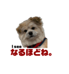 我が家のハーフ犬ポメチ⑥（個別スタンプ：5）