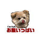 我が家のハーフ犬ポメチ⑥（個別スタンプ：6）