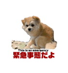 我が家のハーフ犬ポメチ⑥（個別スタンプ：8）