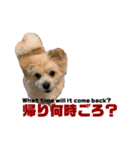 我が家のハーフ犬ポメチ⑥（個別スタンプ：9）