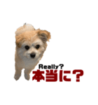 我が家のハーフ犬ポメチ⑥（個別スタンプ：10）