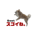 我が家のハーフ犬ポメチ⑥（個別スタンプ：13）