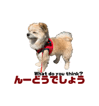 我が家のハーフ犬ポメチ⑥（個別スタンプ：16）