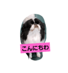 狆犬 藤子さん 2（個別スタンプ：2）