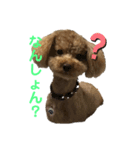トイプーチロル2 岡山弁バージョン（個別スタンプ：1）