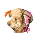 トイプーチロル2 岡山弁バージョン（個別スタンプ：2）