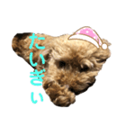 トイプーチロル2 岡山弁バージョン（個別スタンプ：3）