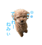 トイプーチロル2 岡山弁バージョン（個別スタンプ：7）