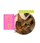 ネコちゃんJudy（個別スタンプ：4）