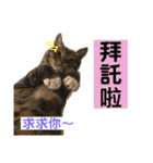 ネコちゃんJudy（個別スタンプ：8）