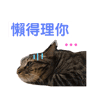 ネコちゃんJudy（個別スタンプ：10）