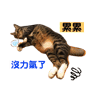 ネコちゃんJudy（個別スタンプ：11）