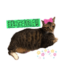 ネコちゃんJudy（個別スタンプ：12）