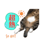 ネコちゃんJudy（個別スタンプ：14）