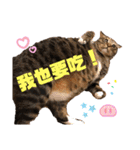 ネコちゃんJudy（個別スタンプ：21）