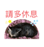 ネコちゃんJudy（個別スタンプ：24）