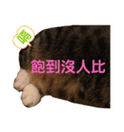 ネコちゃんJudy（個別スタンプ：34）