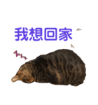 ネコちゃんJudy（個別スタンプ：38）