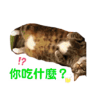 ネコちゃんJudy（個別スタンプ：39）