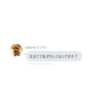 いいスタンプ（犬）（個別スタンプ：15）