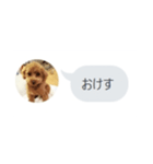 いいスタンプ（犬）（個別スタンプ：17）