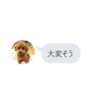 いいスタンプ（犬）（個別スタンプ：19）