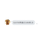 いいスタンプ（犬）（個別スタンプ：20）