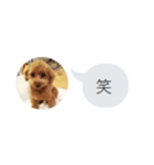 いいスタンプ（犬）（個別スタンプ：21）