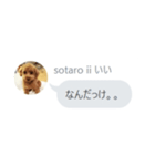 いいスタンプ（犬）（個別スタンプ：23）