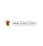 いいスタンプ（犬）（個別スタンプ：31）