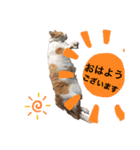 松右衛門（個別スタンプ：1）