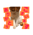 松右衛門（個別スタンプ：9）