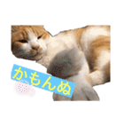 松右衛門（個別スタンプ：17）