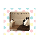 ラッシュ社長＆カプリ店長の日常（個別スタンプ：12）