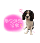 シン太郎さんスタンプ（個別スタンプ：2）