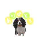 シン太郎さんスタンプ（個別スタンプ：3）