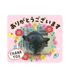 チンチラち～たん❶（個別スタンプ：2）