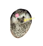 ハリーのある生活2（個別スタンプ：2）