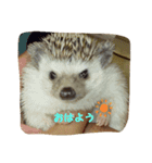 ハリーのある生活2（個別スタンプ：9）