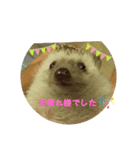 ハリーのある生活2（個別スタンプ：16）