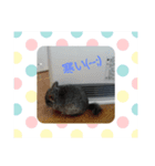 チンチラち～たん②（個別スタンプ：4）