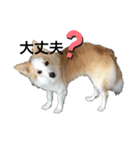 りんごちゃんのあれこれ。（個別スタンプ：3）