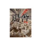 コケコッコー（福吉家）（個別スタンプ：1）