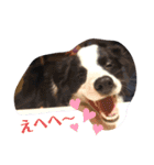 ルイ@dog（個別スタンプ：2）
