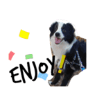 ルイ@dog（個別スタンプ：3）