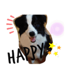 ルイ@dog（個別スタンプ：4）