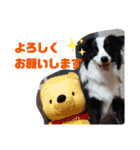 ルイ@dog（個別スタンプ：5）