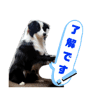 ルイ@dog（個別スタンプ：6）