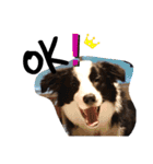 ルイ@dog（個別スタンプ：7）